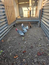 Galline sebright e galletto barbuta d anversa