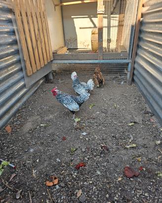 Galline sebright e galletto barbuta d anversa