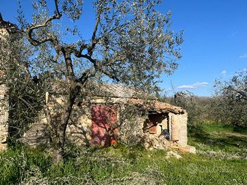 TER. AGRICOLO A AMELIA