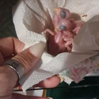 Parrochetti dal collare