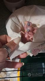 Parrochetti dal collare