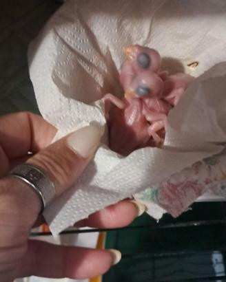 Parrochetti dal collare