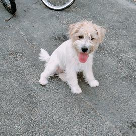 Cucciolone Jack Russell