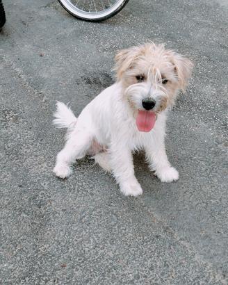 Cucciolone Jack Russell