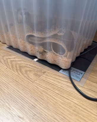 Serpente naso di porco