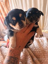 Chihuahua