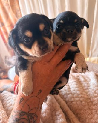 Chihuahua