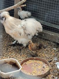 Pulcini di gallina moroseta