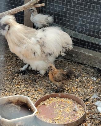 Pulcini di gallina moroseta