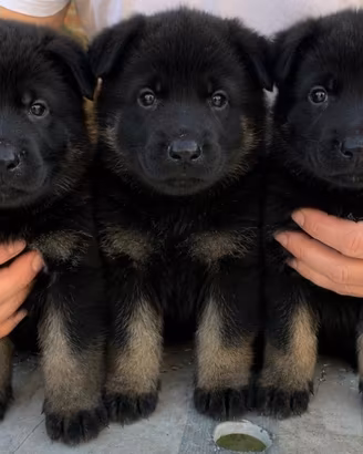 Cuccioli di pastore tedesco