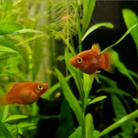 Platy rossi