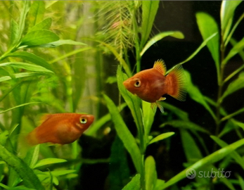 Platy rossi