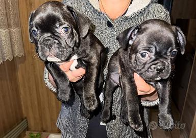 Bulldog francese