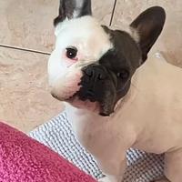 Bulldog francese femmina adulta da compagnia