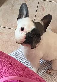 Bulldog francese femmina adulta da compagnia