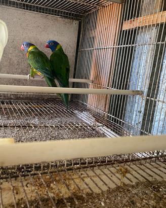 Lory Mollucano