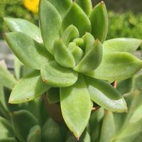 ECHEVERIA AGAVOIDES pianta grassa succulenta