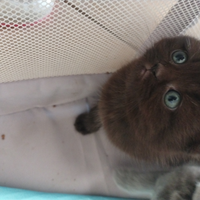 Cuccioli Scottish straight- fold