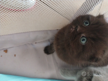 Cuccioli Scottish straight- fold