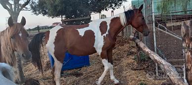 Cavalla paint