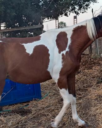 Cavalla paint