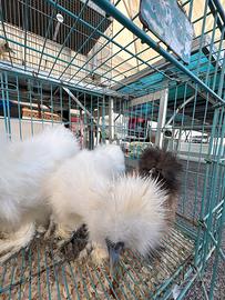 Galline moroseta