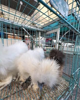 Galline moroseta