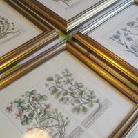 4 stampe antiche acquarellate | Cornice legno e ve