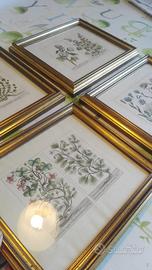 4 stampe antiche acquarellate | Cornice legno e ve