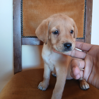 Cuccioli di labrador retriever