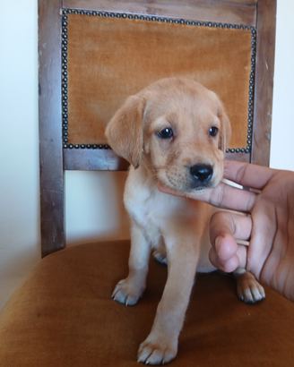 Cuccioli di labrador retriever