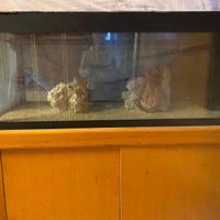 Aquario con mobile in legno