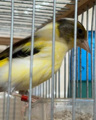 Incardellato giallo
