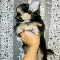 Chihuahua pelo lungo femminuccia