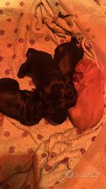 Cuccioli cocker spaniel inglesi