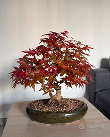 Bonsai acero deshojo