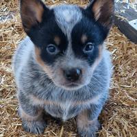 Cuccioli australian cattle dog