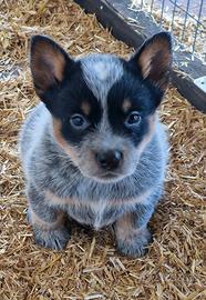 Cuccioli australian cattle dog