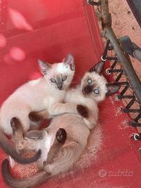 Coppia di gattini