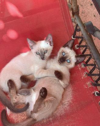 Coppia di gattini
