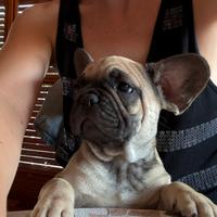 Bulldog francese