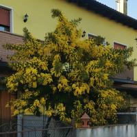 offroalbero di mimosa