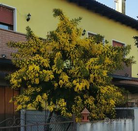 offroalbero di mimosa