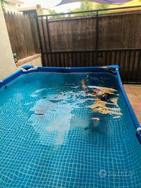 piscina fuori terra