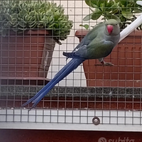 Parrocchetti dal collare