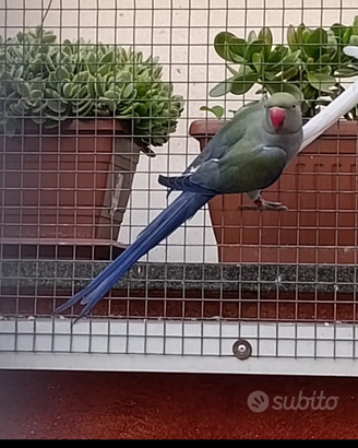 Parrocchetti dal collare