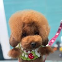 Barboncino toy due anni Pedegree