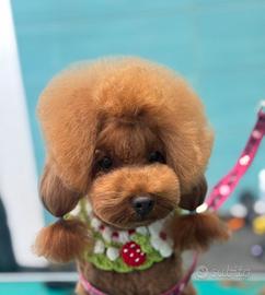 Barboncino toy due anni Pedegree