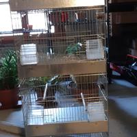 gabbia da canto x canarini 