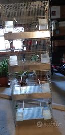 gabbia da canto x canarini 